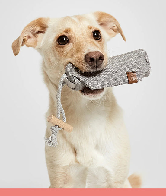 all dog walking accessories category link image