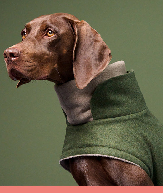 all dog winter coats category link image