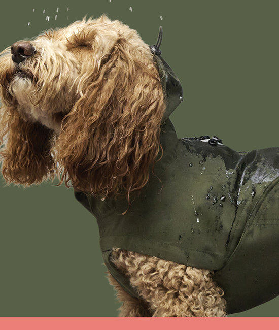 all dog raincoats category link image