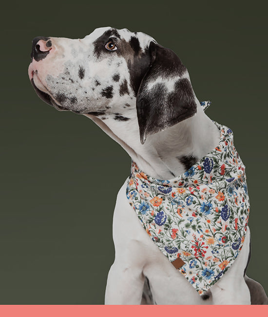 all dog bandanas & scarves  category link image