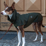 Dog wearing rain coat Dublin in dark olive