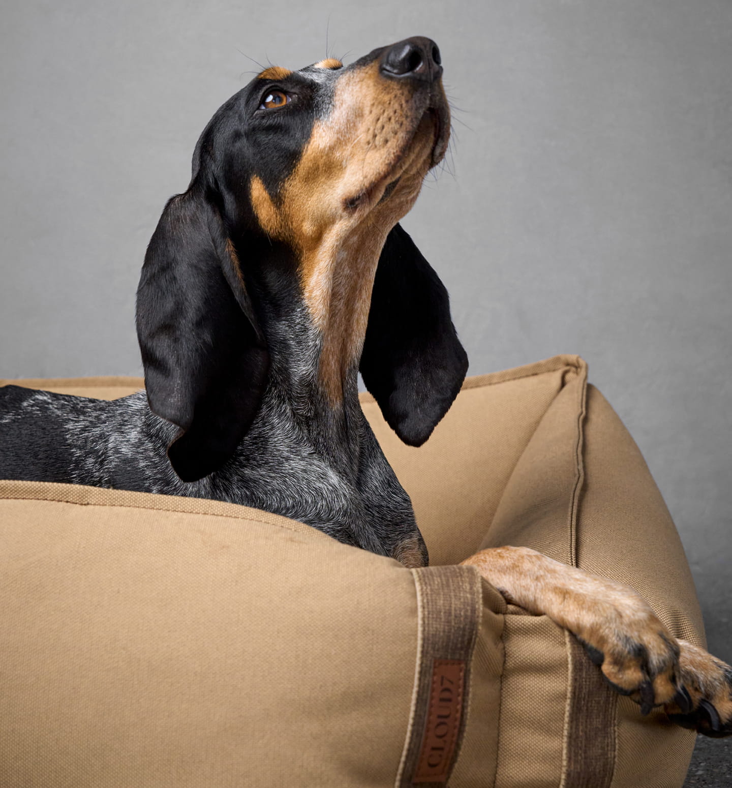 CLOUD7 - Buy high-quality & stylish products for your dog