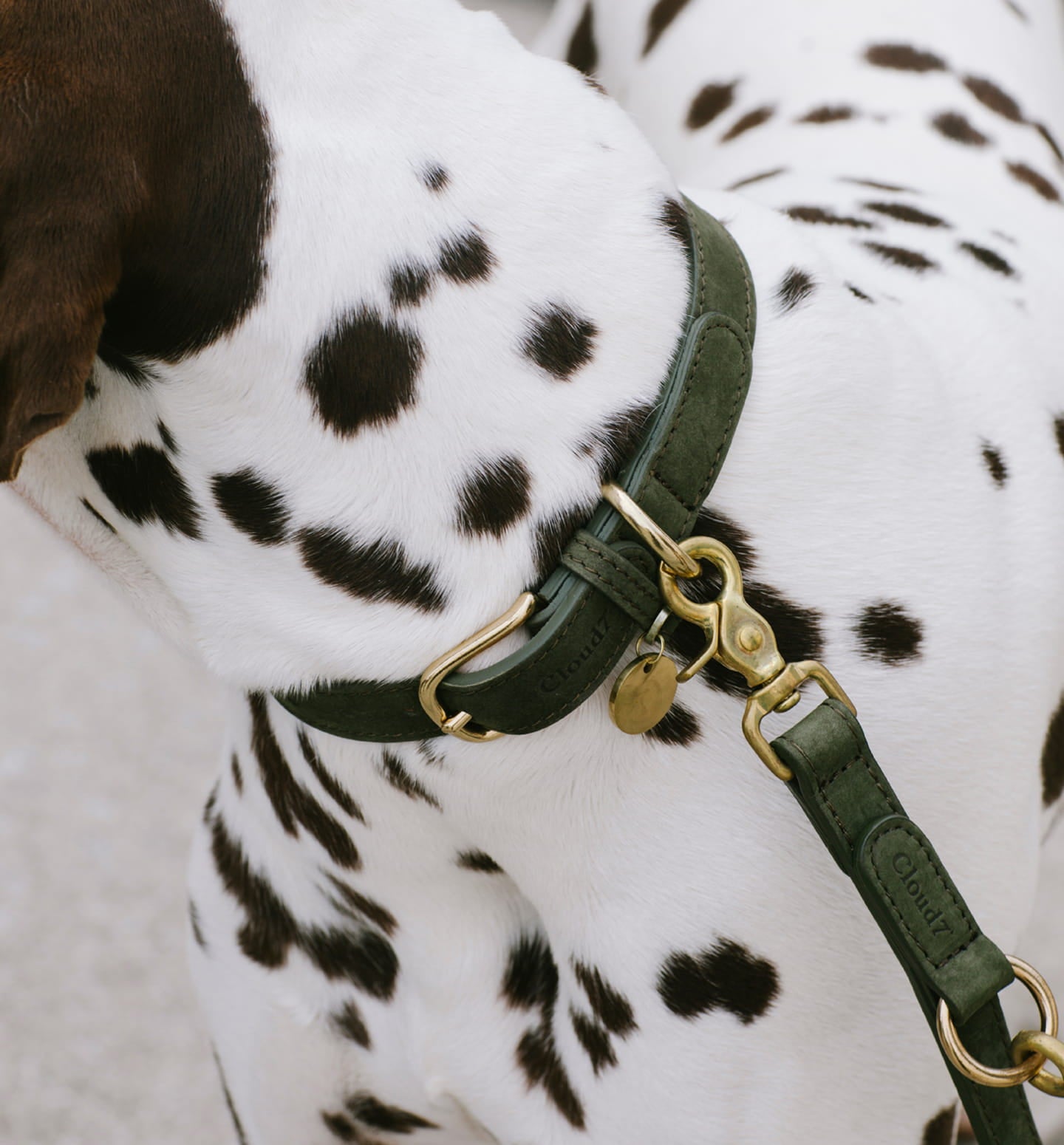 CLOUD7 - Buy high-quality & stylish products for your dog