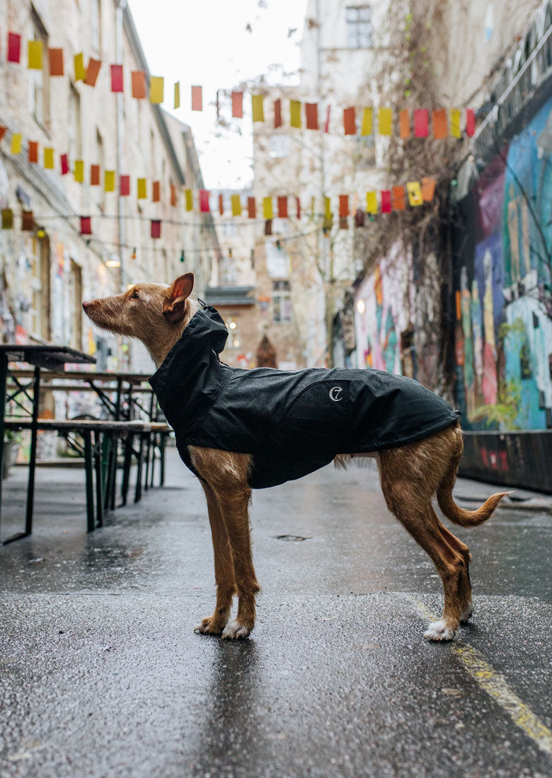 CLOUD7_ Ein brauner Hund, der einen schwarzen Regenmantel trägt, steht in einer nassen Gasse in der Stadt. Über ihm hängen bunte Fahnen, und im Hintergrund zieren Graffiti die Wände.