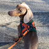 Dachshund wearing Harness & Leash Holly Park