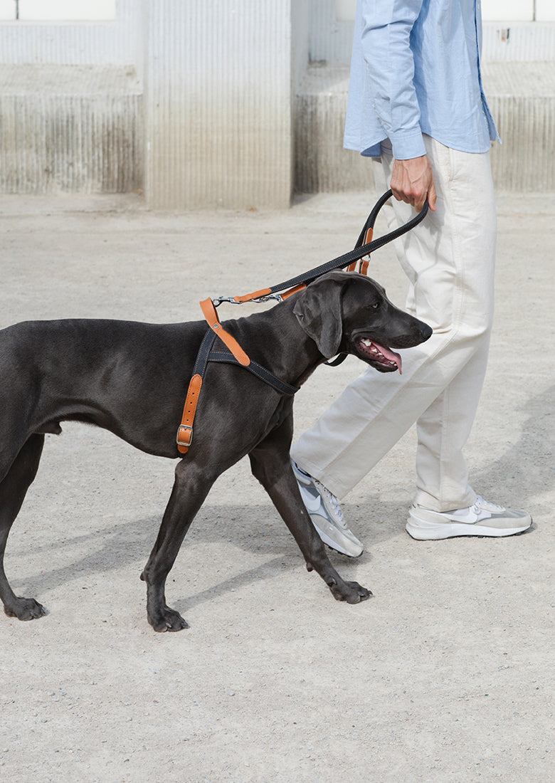 Buy dog harness online sales