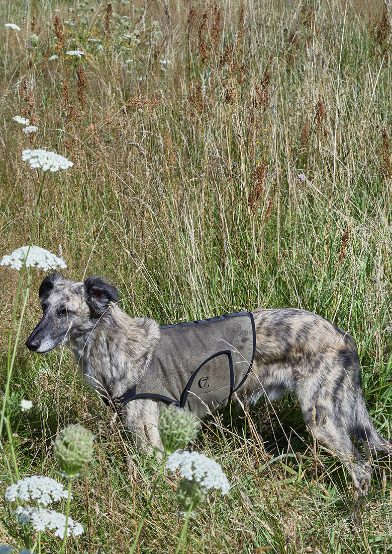 Greyhound cooling vest best sale