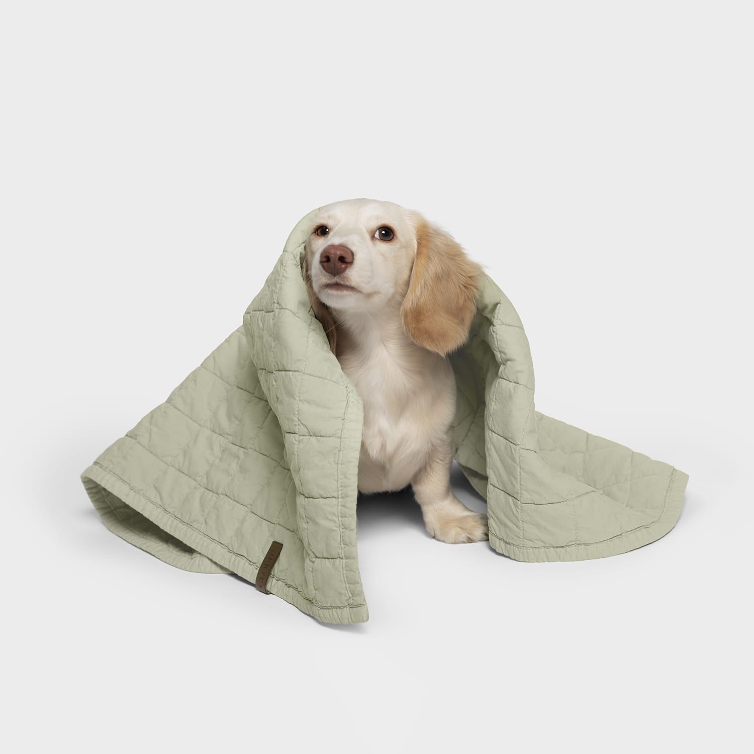 CLOUD7_ Ein kleiner, heller Hund sitzt mit einem weichen Hundedecke LTTL Faded Moss auf dem Rücken und dem Kopf und blickt leicht nach oben vor einem schlichten weißen Hintergrund.