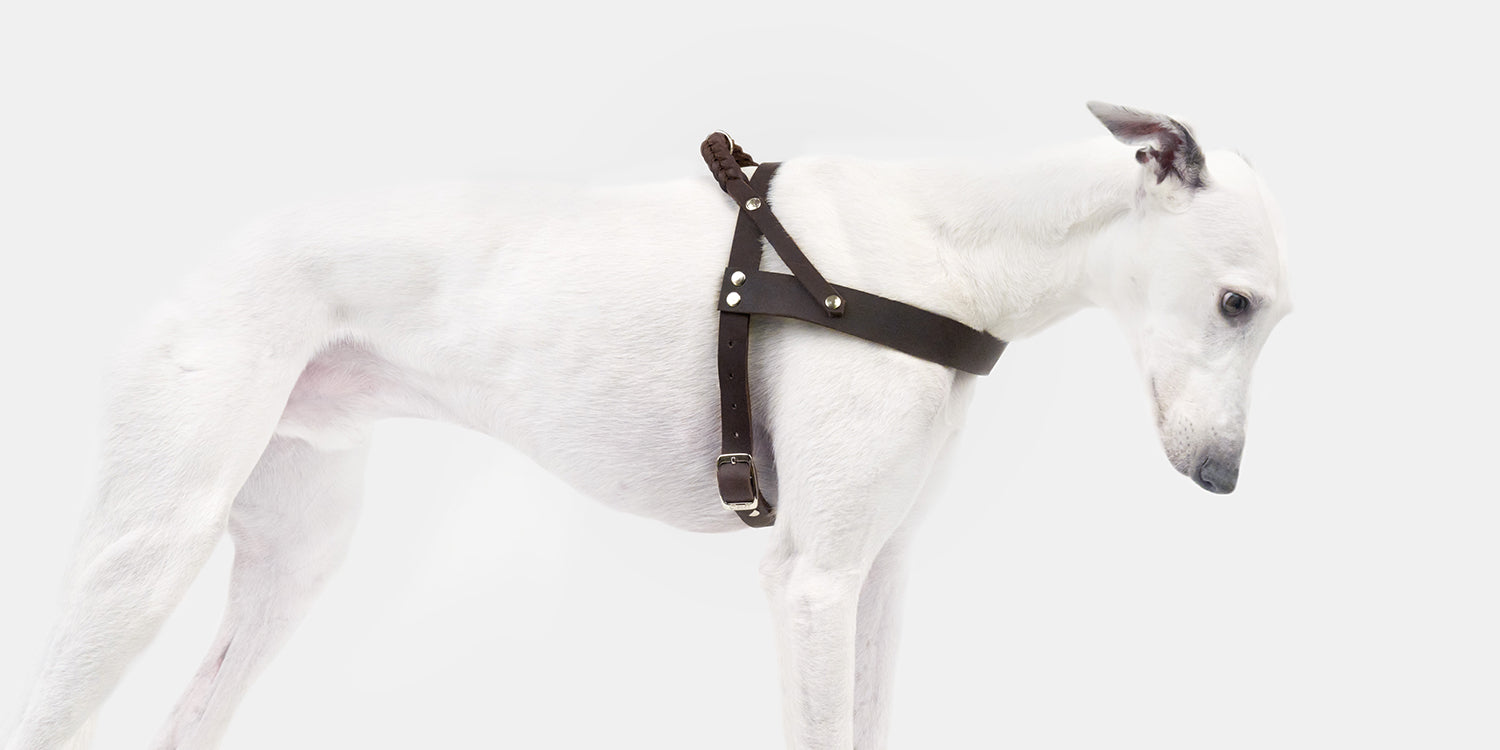 happy at heel harness pets at home