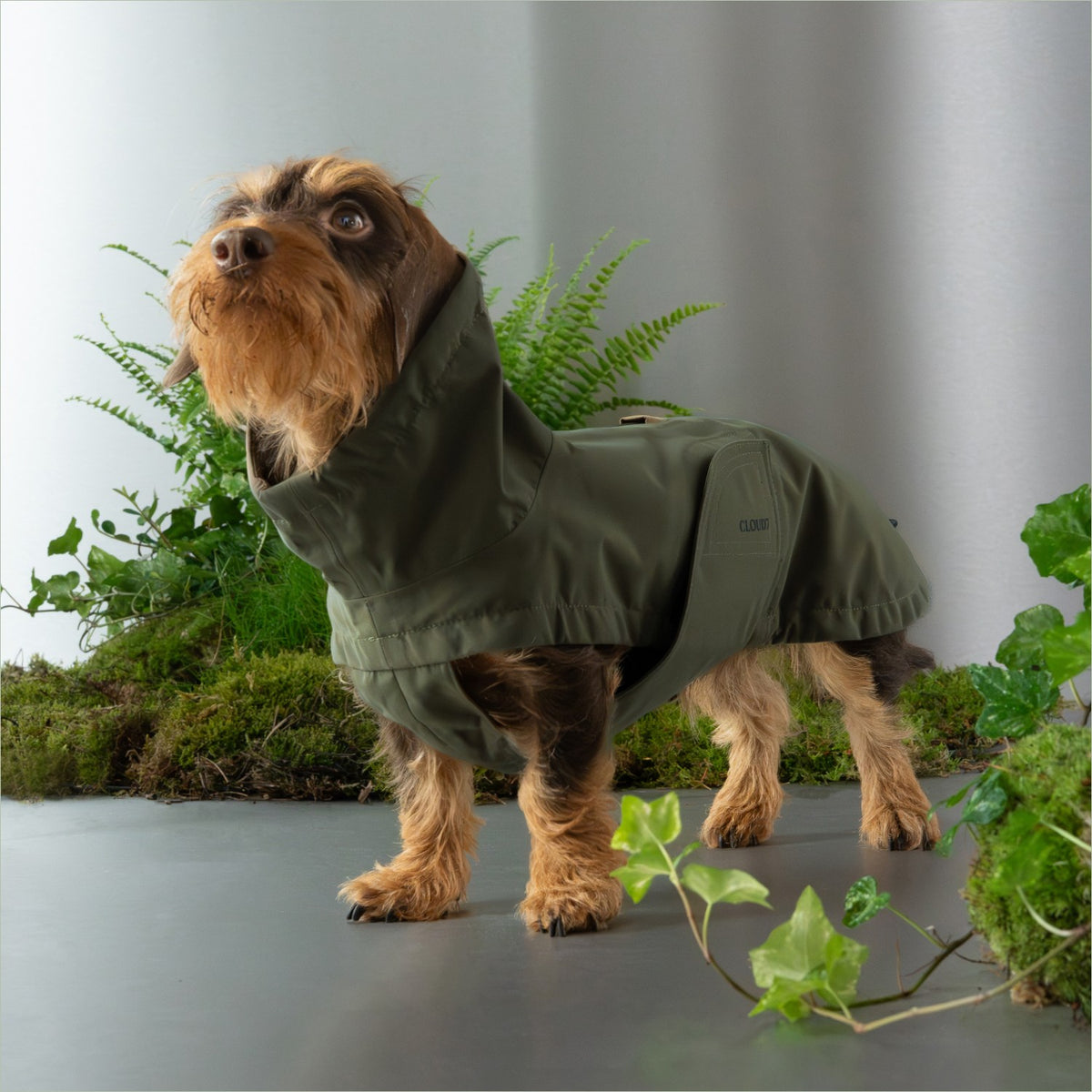 Dachshund Raincoat Dublin 2.0 Dark Olive