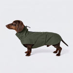 Ein Dackel, der den Hunderegenmantel „Dackel Dublin 2.0 Dark Olive“ trägt, steht vor einem schlichten weißen Hintergrund und blickt nach links. Der wasserdichte Hundemantel bedeckt seinen Körper und verfügt über einen Kordelzug im Halsbereich.
