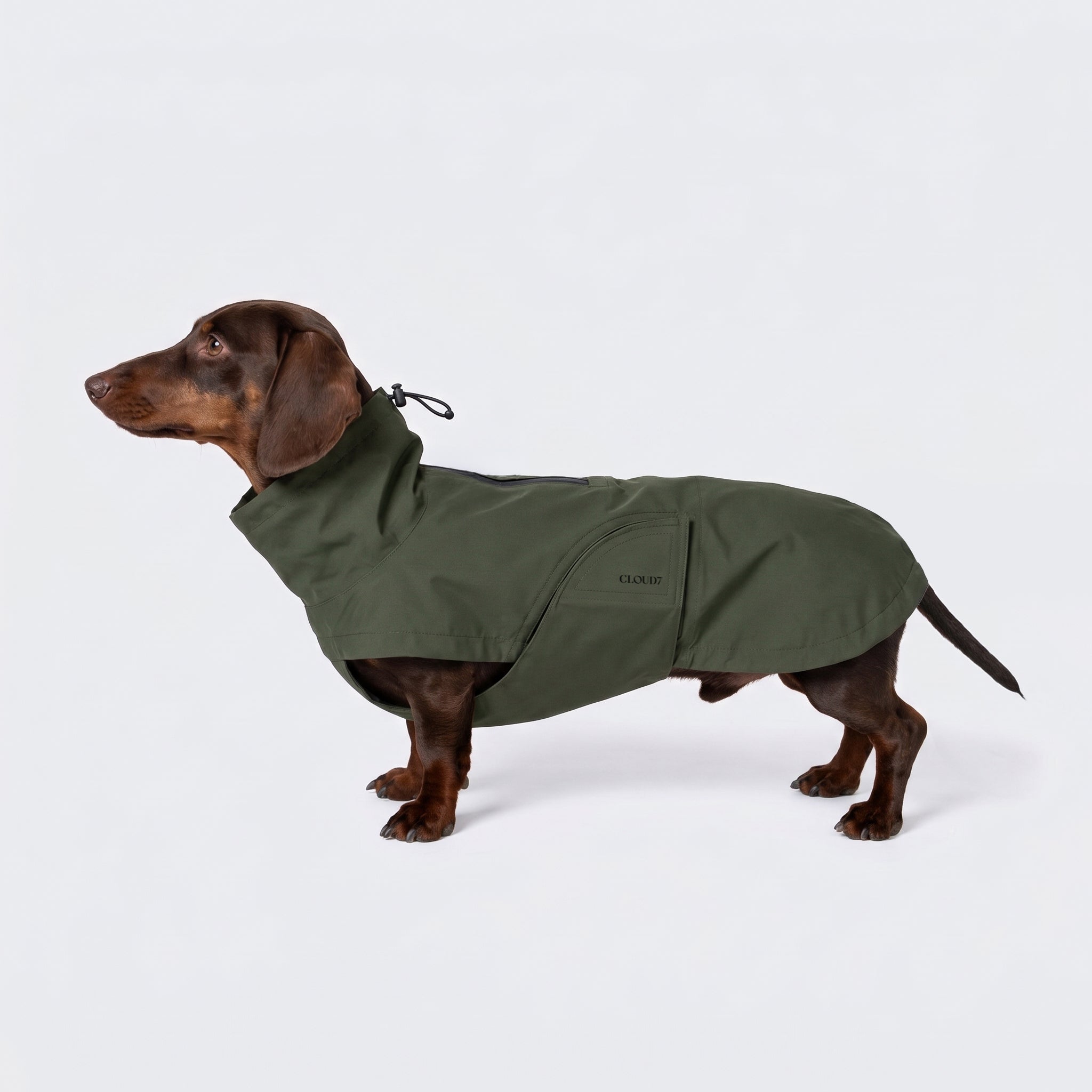 Ein Dackel, der den Hunderegenmantel „Dackel Dublin 2.0 Dark Olive“ trägt, steht vor einem schlichten weißen Hintergrund und blickt nach links. Der wasserdichte Hundemantel bedeckt seinen Körper und verfügt über einen Kordelzug im Halsbereich.
