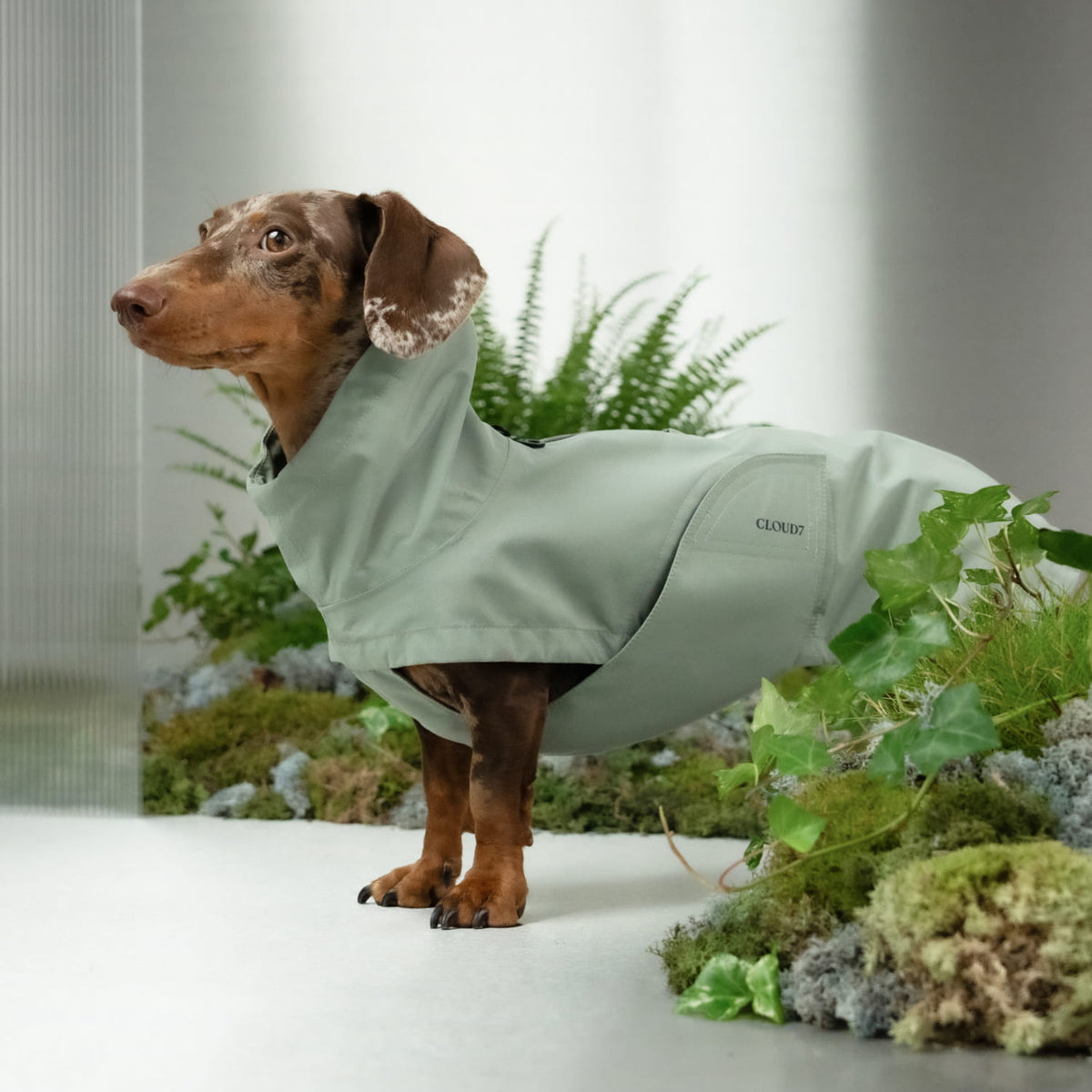 Dachshund Raincoat Dublin 2.0 Dusty Mint