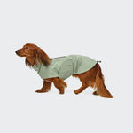 Ein langhaariger brauner Dackel, der den Hunderegenmantel „Dackel Dublin 2.0“ in der Farbe „Dusty Mint“ trägt, steht vor einem schlichten weißen Hintergrund und blickt nach links.