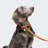 Hundeleine Ravello Rust