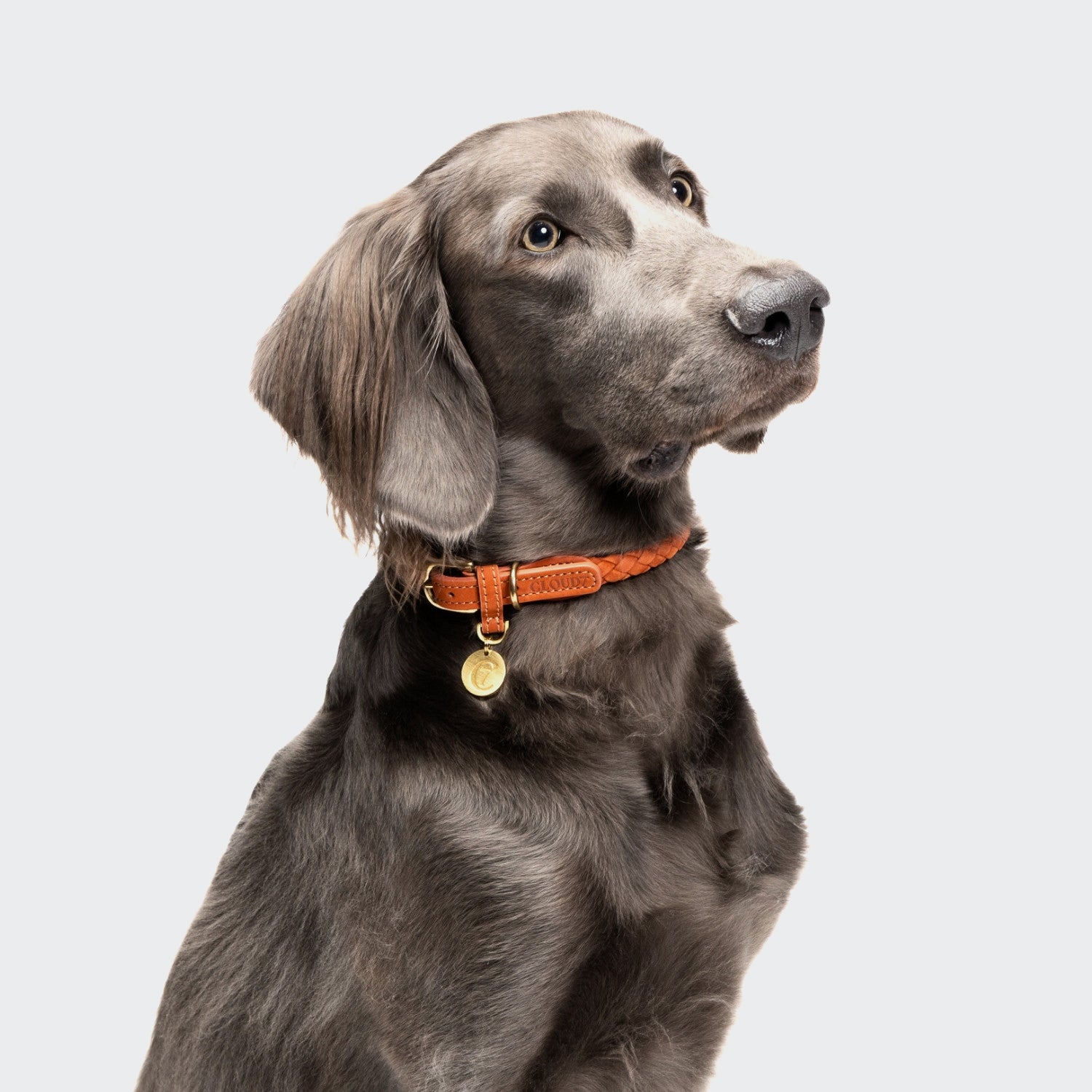Rust Lab Dog Dog Collar Ravello Rust | CLOUD7