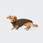 Ein kleiner, hellbrauner Kaninchendackel, der den Hundepullover „Dackel Derby 2.0 Coffee“ trägt, dreht während der Bewegung den Kopf vor einem einfarbigen, hellgrauen Hintergrund.