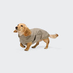 Ein kleiner, hellbrauner Dackel, der den Hundepullover „Dackel Gotland Sandy Brown“ trägt, steht vor einem schlichten weißen Hintergrund und blickt mit hochgereckter Rute nach links.