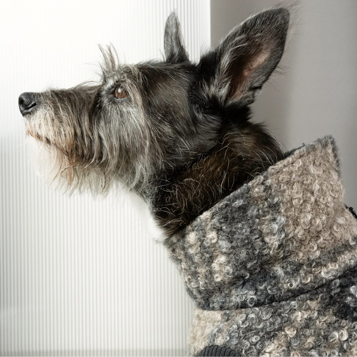Dog Sweater Gotland Tartan