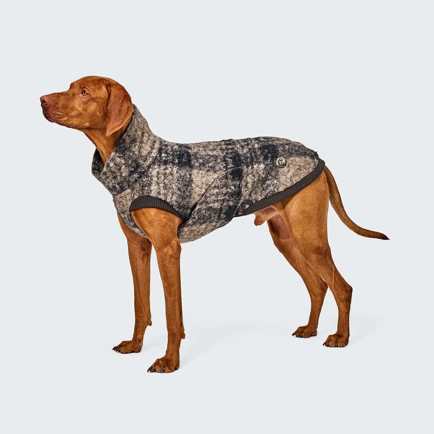 Ein brauner Hund, der einen grau-schwarz karierten Hundepullover im Gotland-Tartan-Muster trägt, steht vor einem schlichten weißen Hintergrund und blickt nach links.