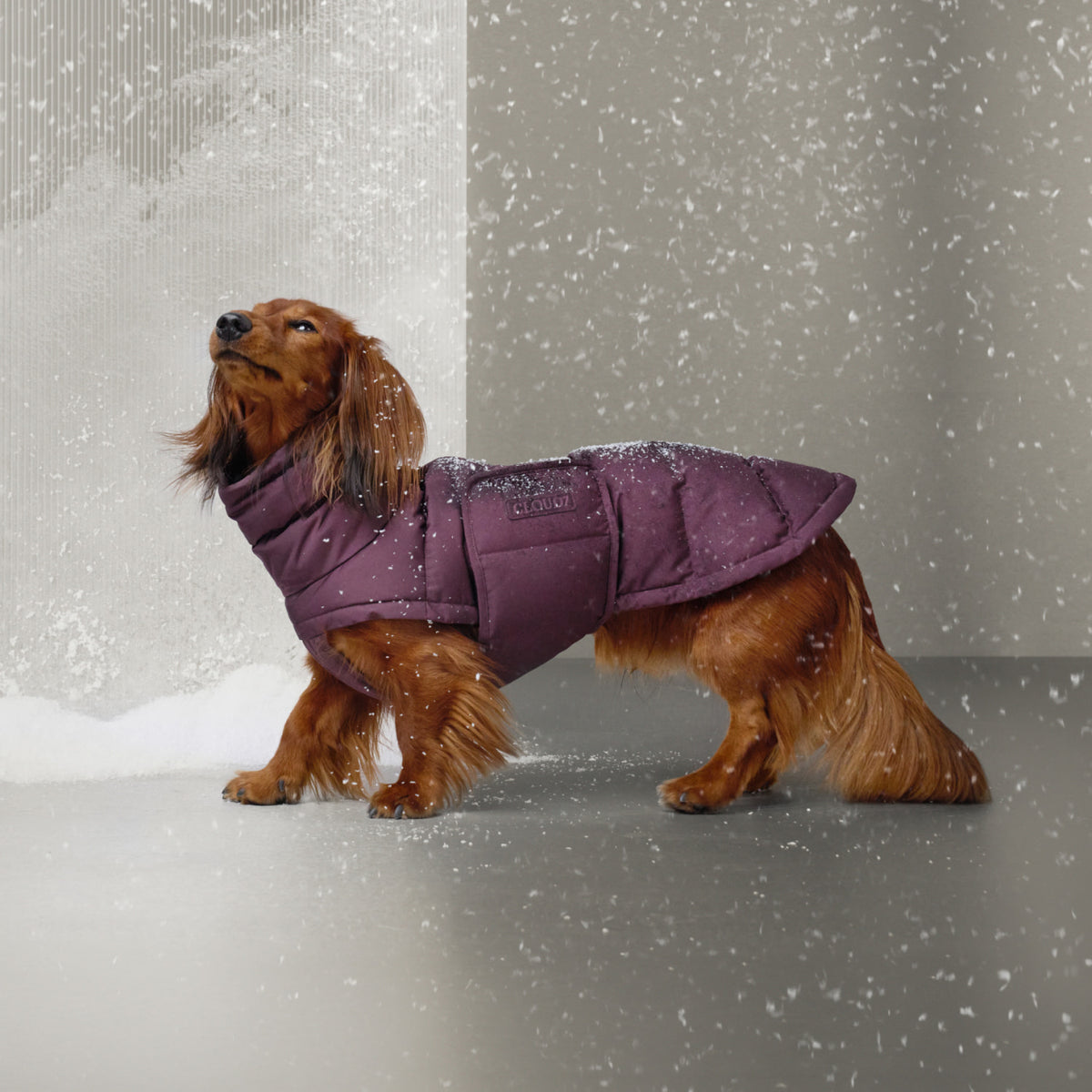 Dachshund Coat Alaska Dark Aubergine