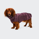 Ein langhaariger Dackel, der einen Hundemantel „Dackel Alaska Dark Aubergine“ trägt, steht vor einem hellgrauen Hintergrund und blickt in die Kamera.