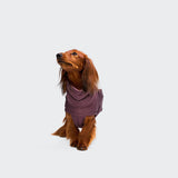 Dachshund Coat Alaska Dark Aubergine