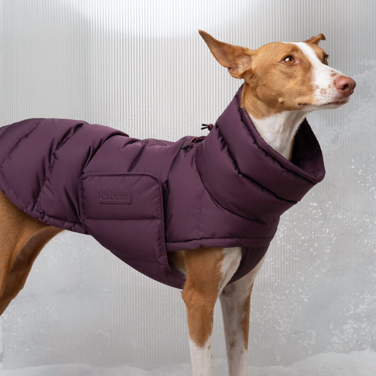 Dog Coat Alaska Dark Aubergine