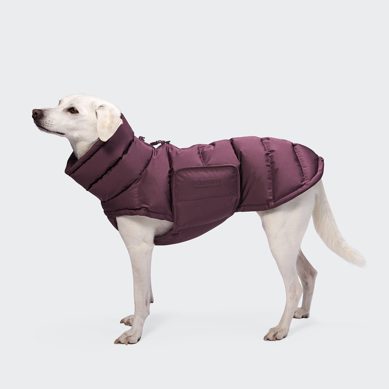 Ein weißer Hund steht da und trägt den Hundemantel „Alaska Dark Aubergine“, eine bauschige Jacke, die seinen Hals, seinen Rücken und seine Seiten bedeckt. Dieses stilvolle Kleidungsstück für Hunde sorgt für Wärme und Komfort. Der Hintergrund ist einfarbig hellgrau.