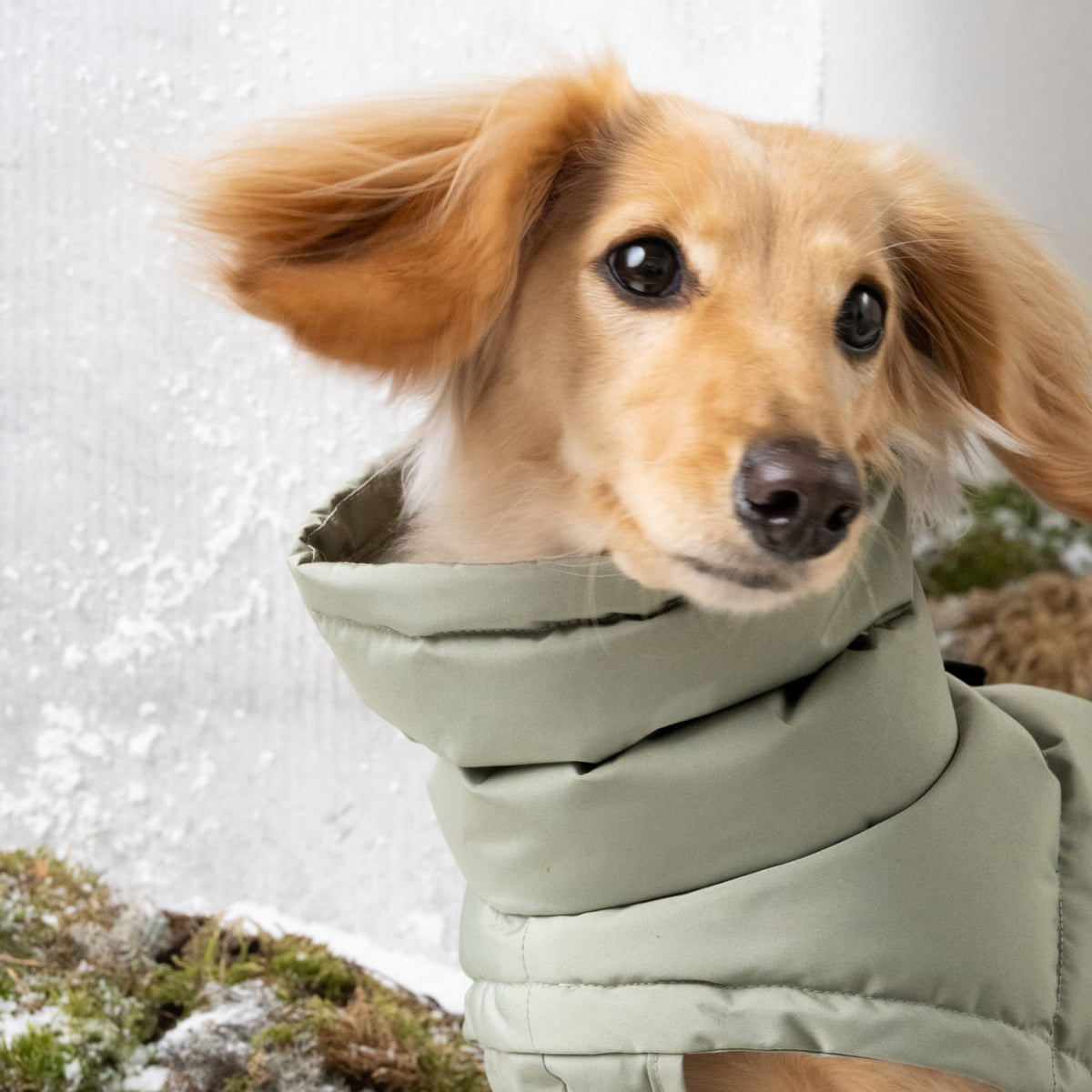 Dachshund Coat Alaska Dusty Mint