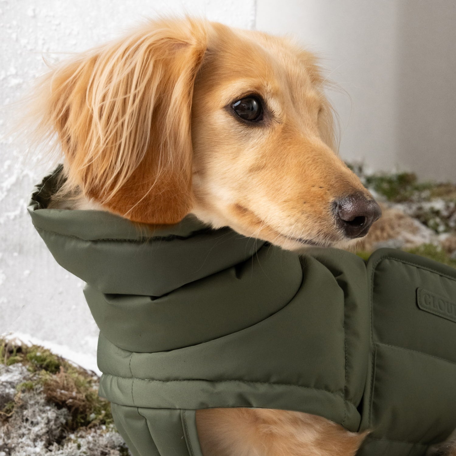 Dog Coat Alaska ドッグコート アラスカ Light Olive Dachshund Coat Alaska Light Olive | CLOUD7