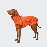 Ein brauner Hund, der einen orangefarbenen Hundemantel „Alaska Seersucker“ trägt, steht vor einem schlichten, hellen Hintergrund und blickt nach oben.