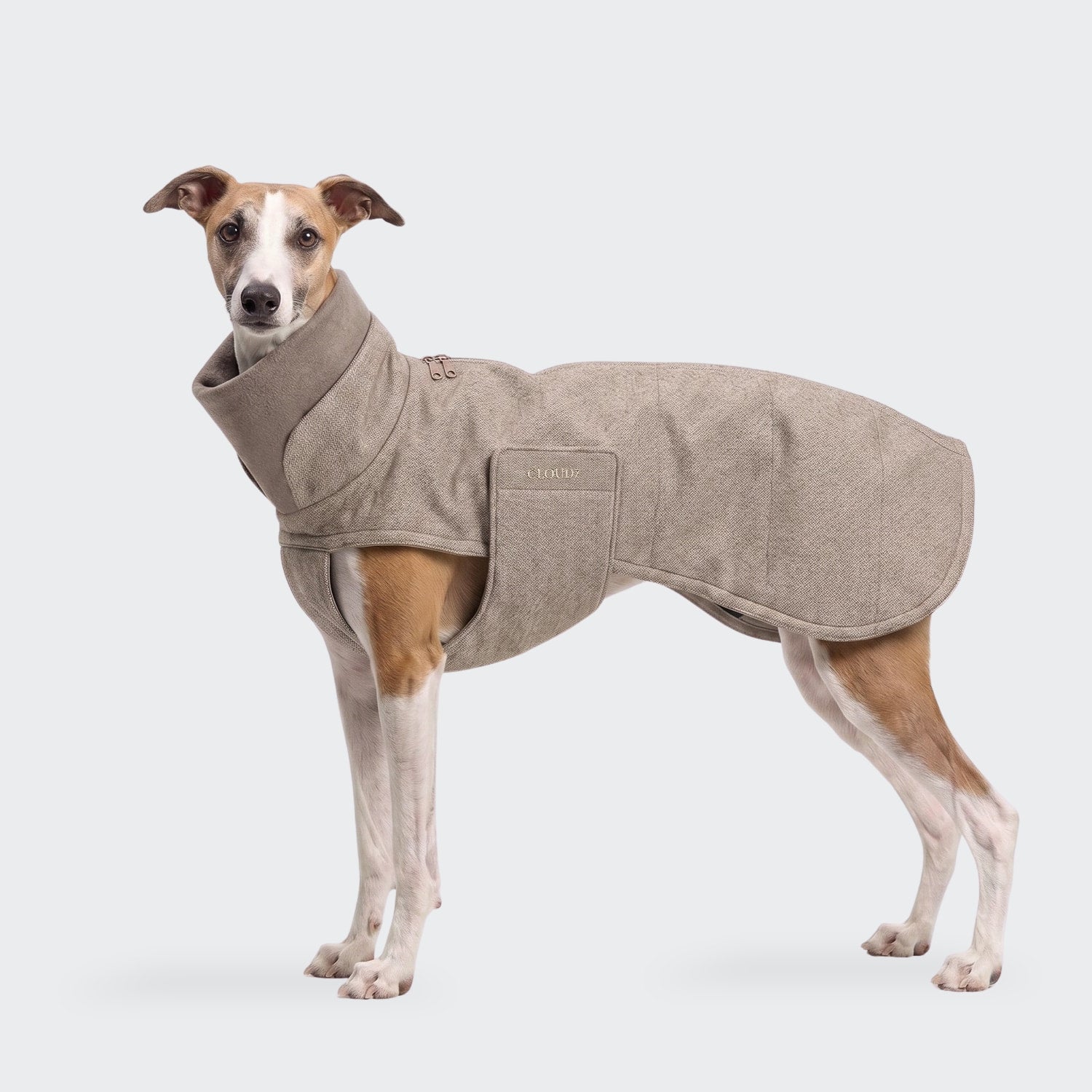 Ein braun-weißer Hund, der einen eng anliegenden, beigen Windhundmantel „Brooklyn Long Tweed“ trägt, steht vor einem schlichten, hellen Hintergrund und blickt leicht nach links.