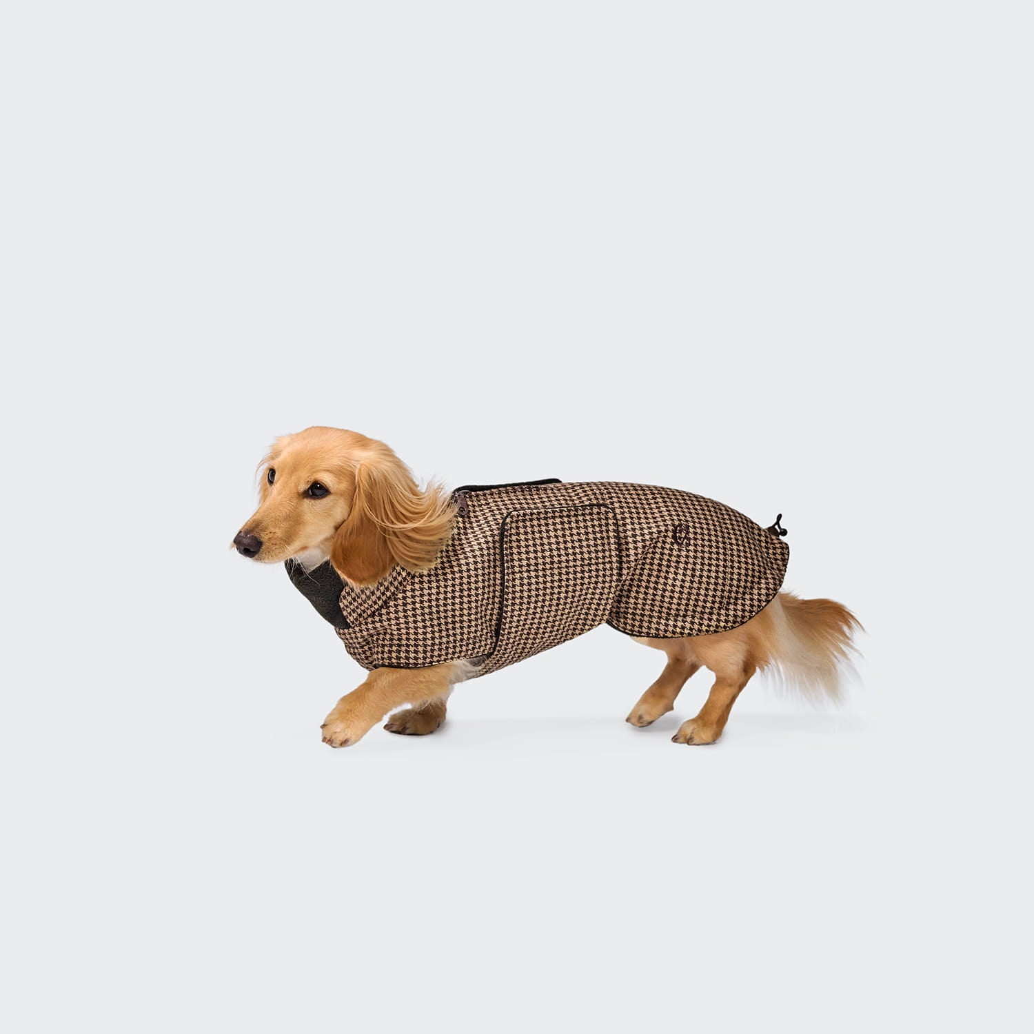 Ein kleiner, hellbrauner Dackel trägt den Hundemantel „Dackel Brooklyn Hahnentritt“ und läuft vor einem schlichten, hellgrauen Hintergrund spazieren.