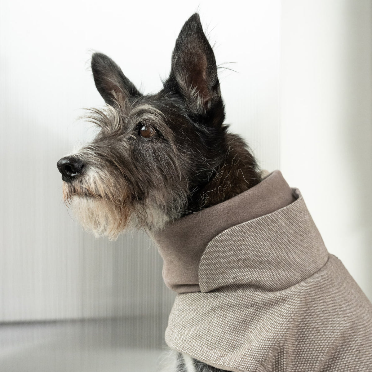 French Bulldog Coat Brooklyn Tweed Beige