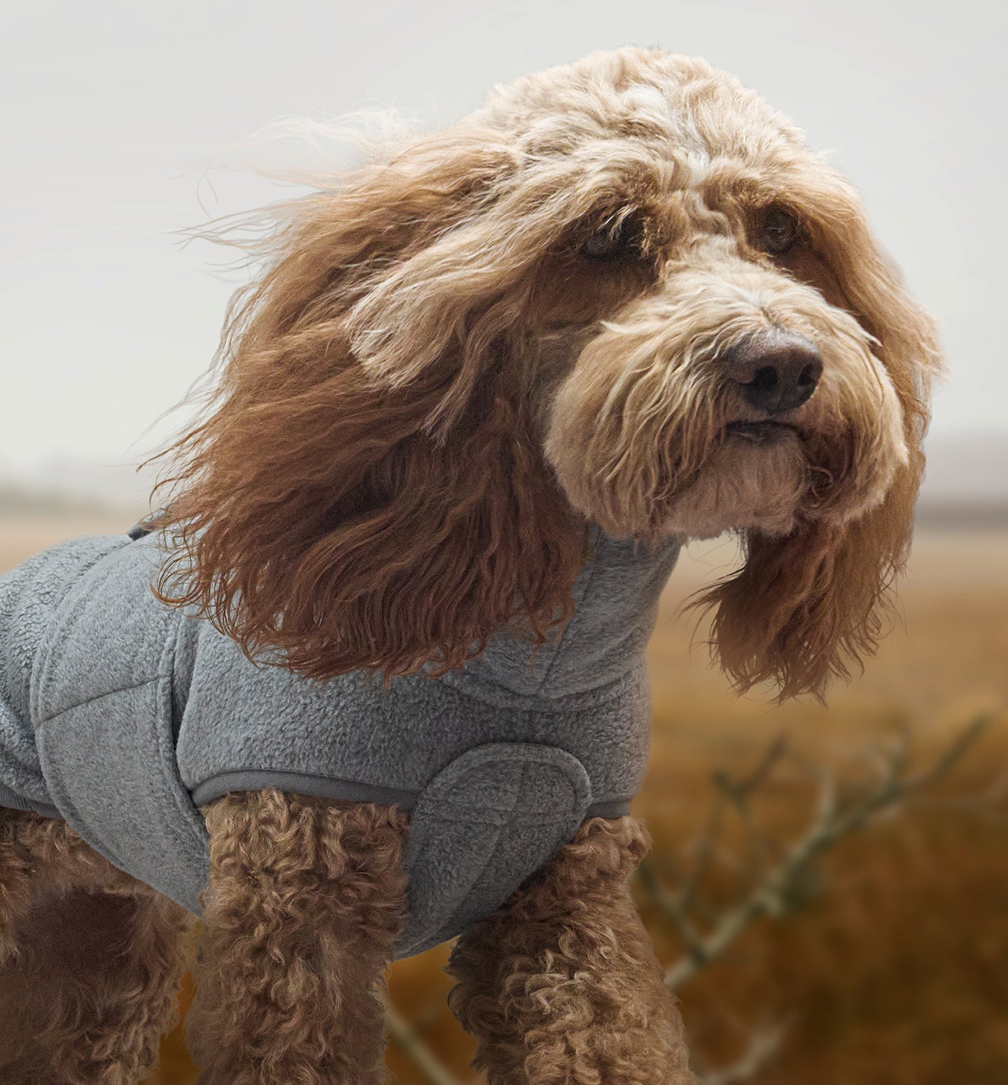 Dog waring Dog Sweater Derby in grey