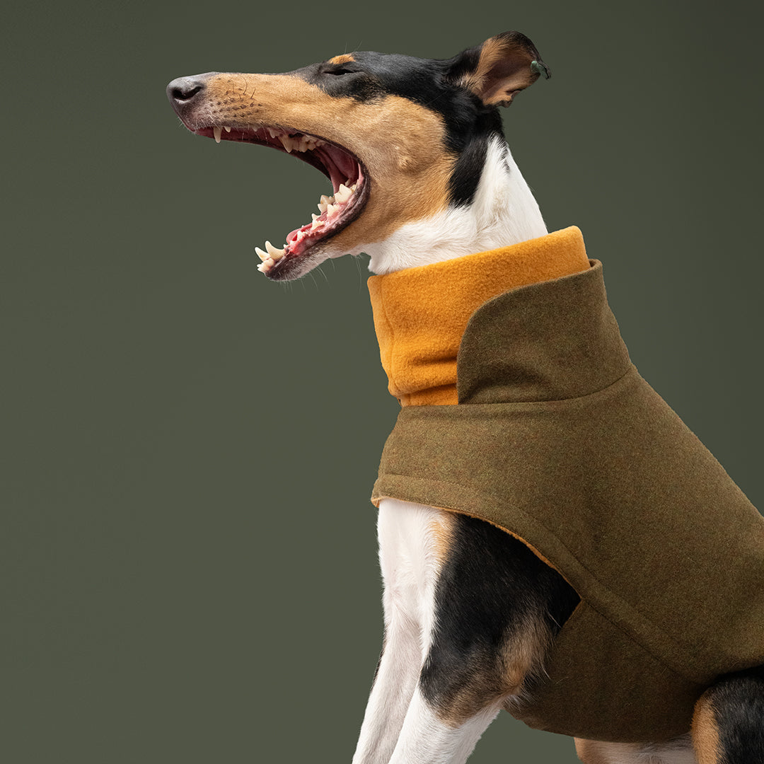 Dog wearing CLOUD7 dog Coat Brooklyn