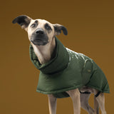Dog wearing Dog Coat Everest in olive green