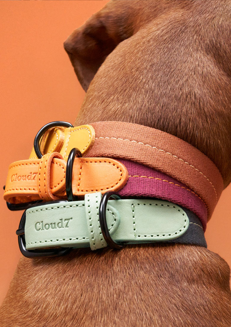 CLOUD7_ Ein brauner Hund, der drei Halsbänder in den Farben Gelb, Rot und Grün trägt, auf denen jeweils „Cloud7“ steht, vor einem orangefarbenen Hintergrund. Zu sehen sind nur der Hals des Hundes und ein Teil seines Kopfes.