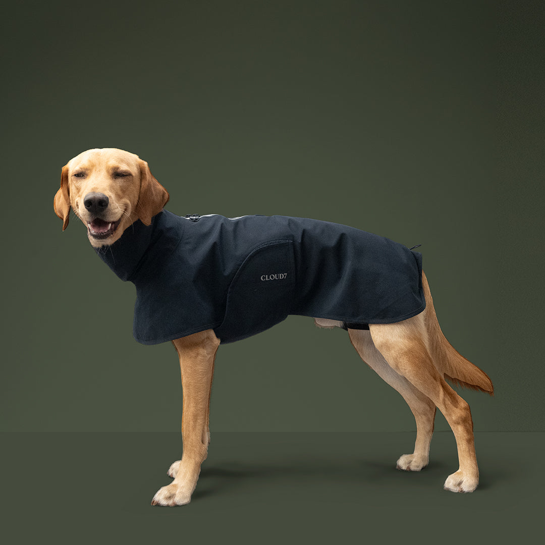 dog wearing navy blue  dog raincoat Helgoland