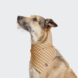 Dog Bandana Check Orange