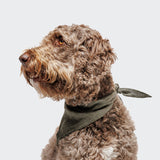 Personalized Dog Bandana Jungle