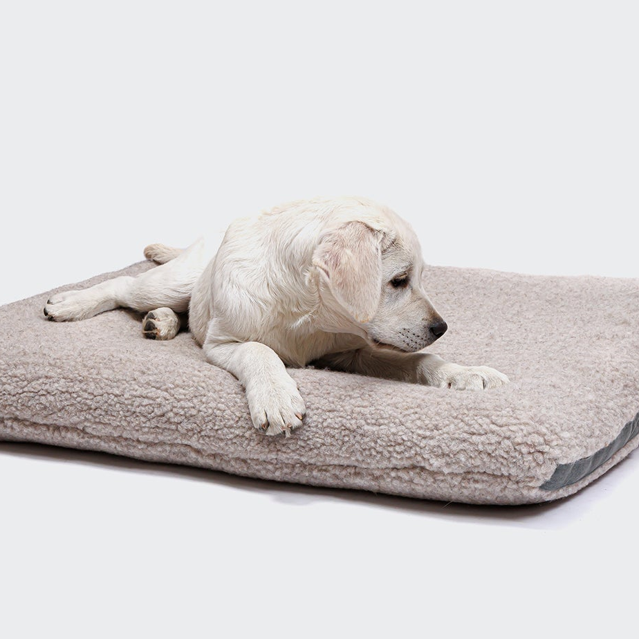 CLOUD7_ Ein weißer Welpe liegt auf einem weichen, beigen Fleece-Hundebett und schaut nach rechts. Der Hintergrund ist einfarbig und hell.
