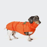 Dachshund Coat Alaska Burnt Orange