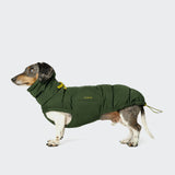 Dachshund Coat Alaska Olive