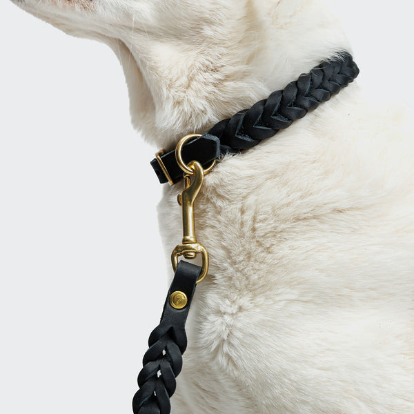Leash Collar With Dog Tag Dog Leash Riverside Park Black Gold