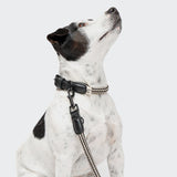 Hundehalsband Mauerpark Zigzag Black