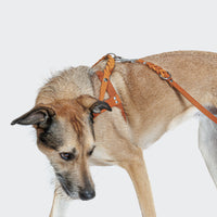 Harness Central Park Camel Silver