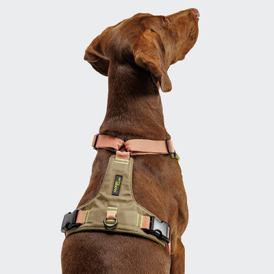 CLOUD7_ Ein brauner Hund trägt das Y-2 Geschirr AKTIV Cordura Peach, ein hellbraunes und pfirsichfarbenes, gepolstertes, verstellbares Geschirr mit schwarzen Schnallen und einem gelben Etikett, während er vor einem schlichten, hellen Hintergrund sitzt und nach oben blickt.