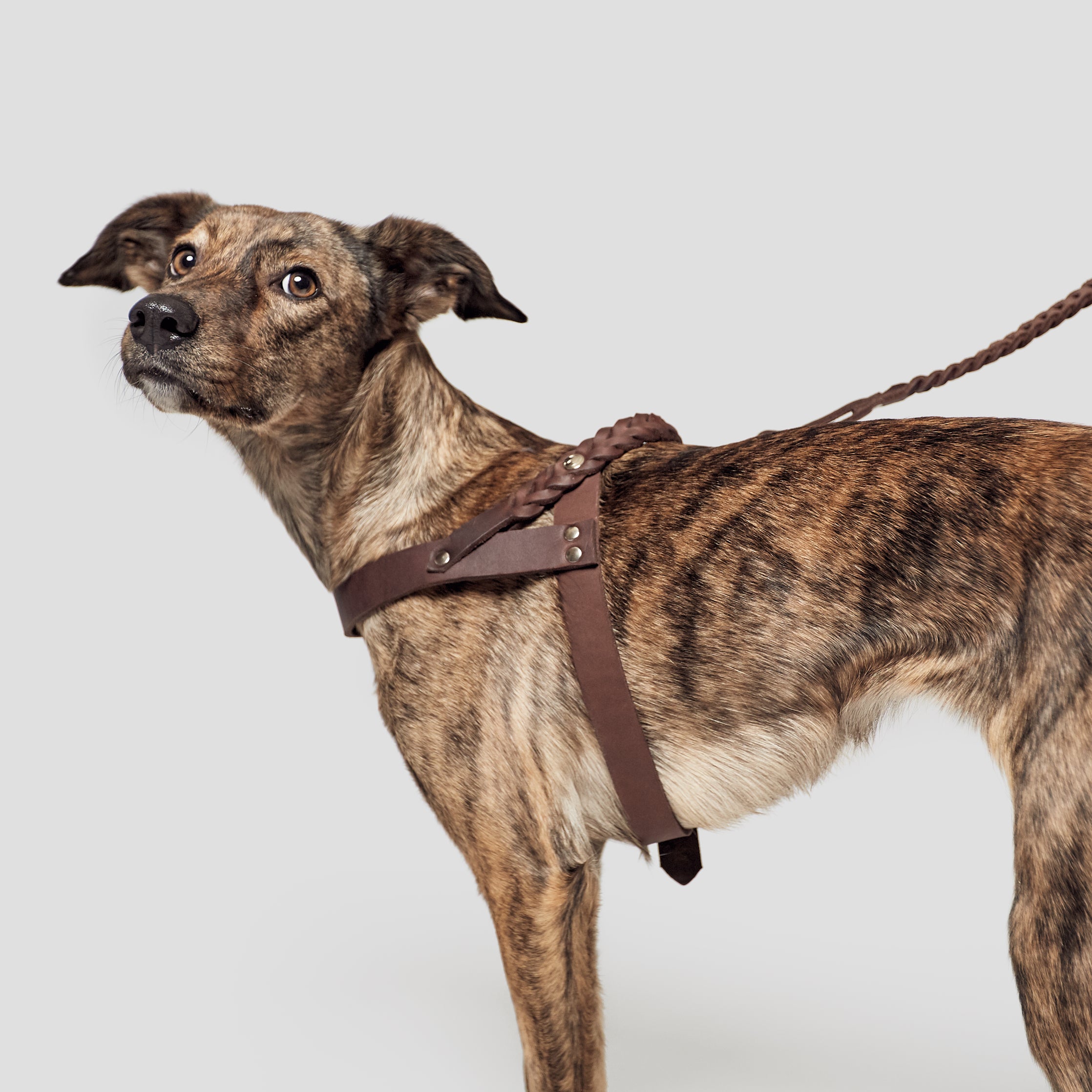 dog wearing harness central park in saddle brown